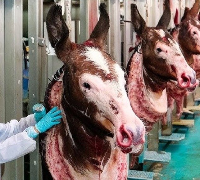 Pide harcına eşek eti katmışlar!..