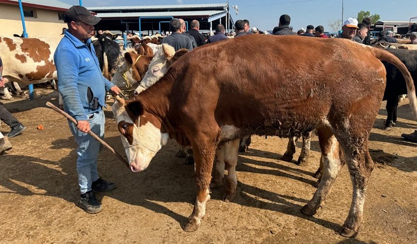 Afyonkarahisar'da hayvan pazarlarında kurban hareketliliği