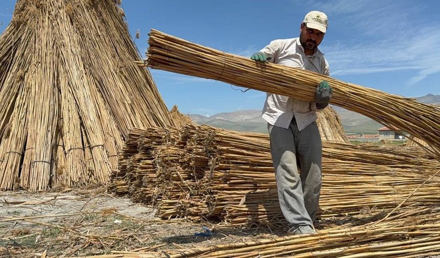 Eber Gölü'nde kamış hasadı başladı