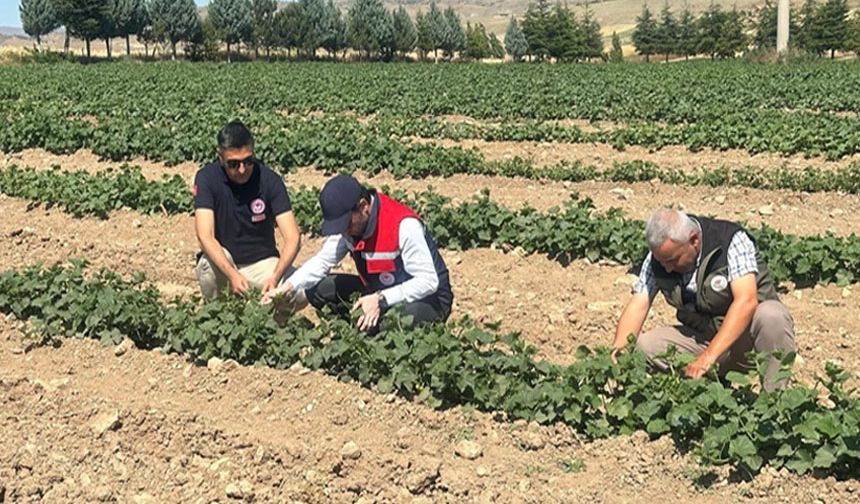 Kornişon salatalık ve pancarda hastalık ve zararlıların takibi sürüyor