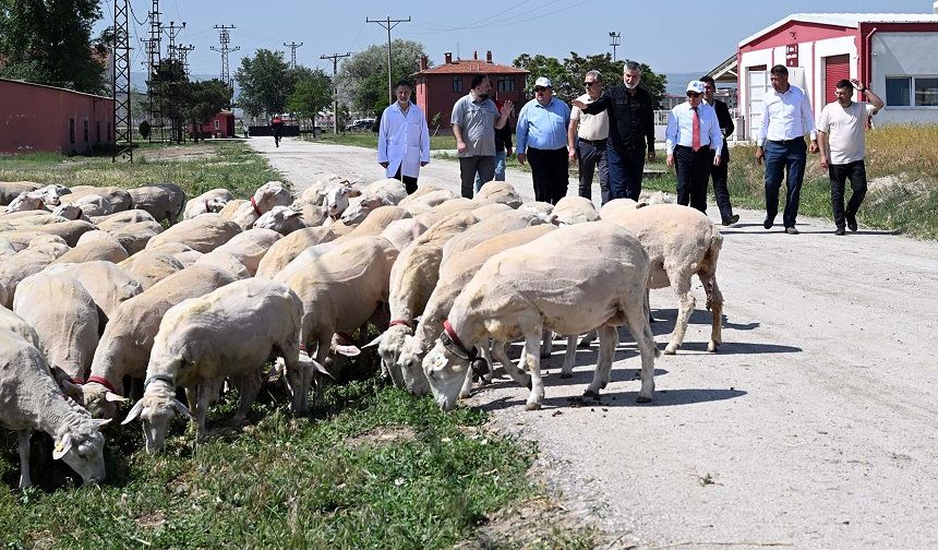 Rektör Karakaş, Araştırma ve Uygulama Çiftliğinde İncelemelerde Bulundu
