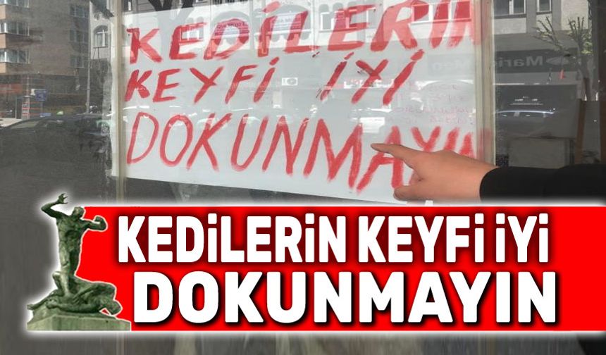 Kedilerin keyfi iyi, dokunmayın