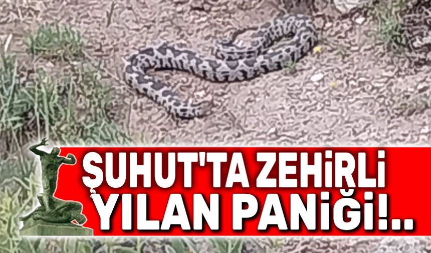 Şuhut'ta zehirli yılan paniği