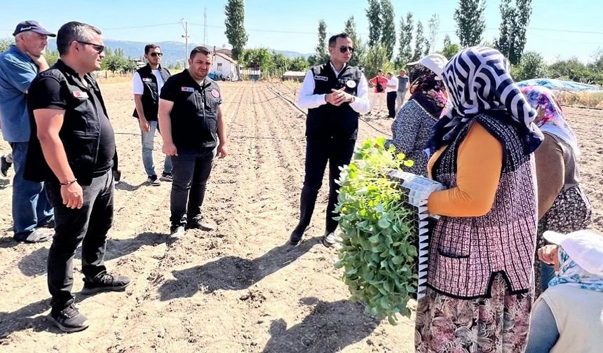862 bin brokoli fidesi toprakla buluştu