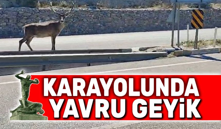 Karayolunda geyik şaşkınlığı!..