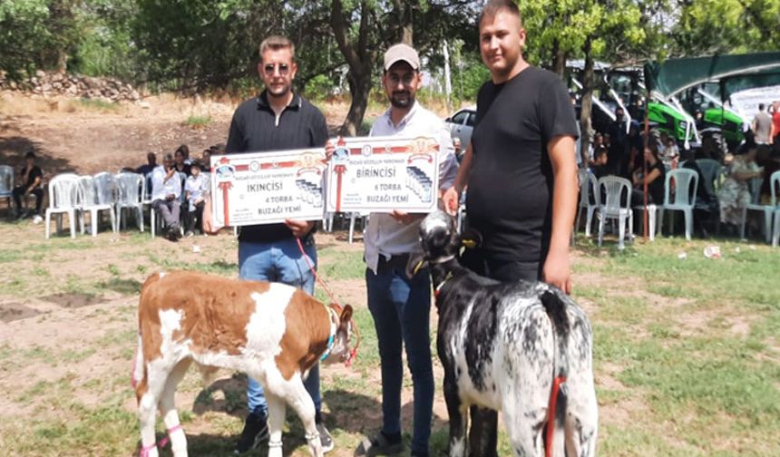 Festivalde en güzel kuzu ve buzağı seçildi