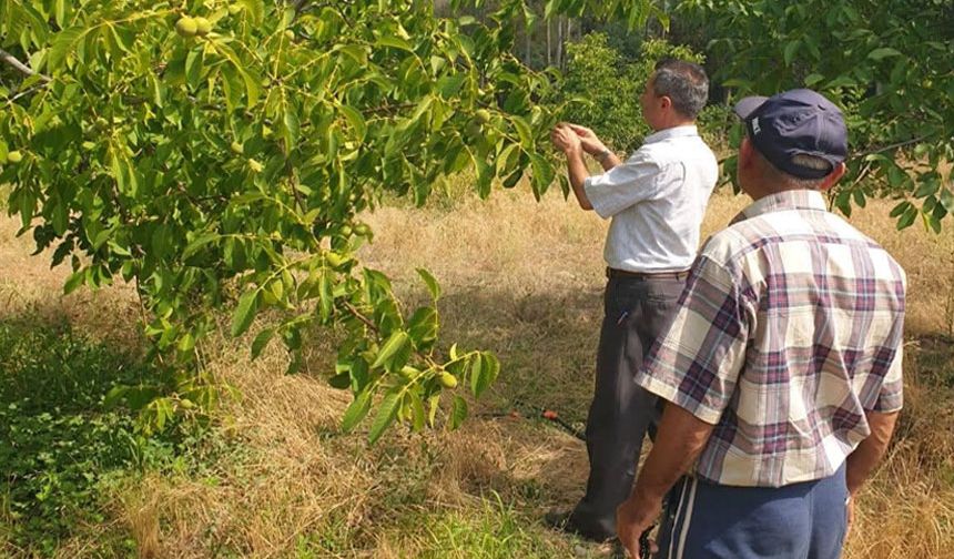 Ceviz ağaçlarında çeşit seçimi soruna sebep oldu