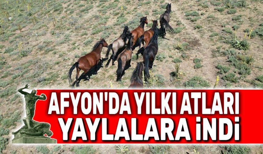 Afyon'da yılkı atları yaylalara indi