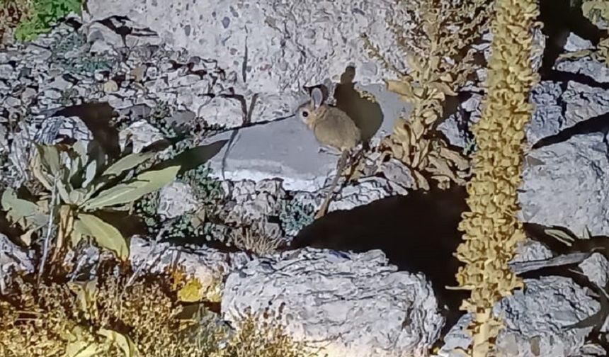 Kumalar Yaylası'nda Arap Tavşanı görüldü iddiası!..