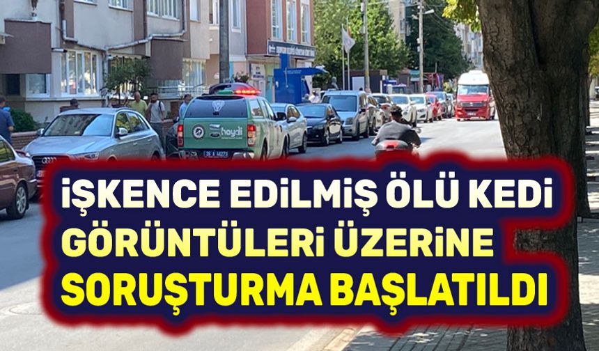 Kedi ölümleri üzerine soruşturma başlatıldı
