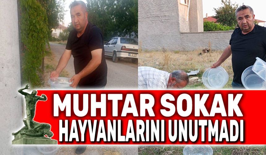 Muhtardan sokak hayvanlarına yönelik örnek çalışma