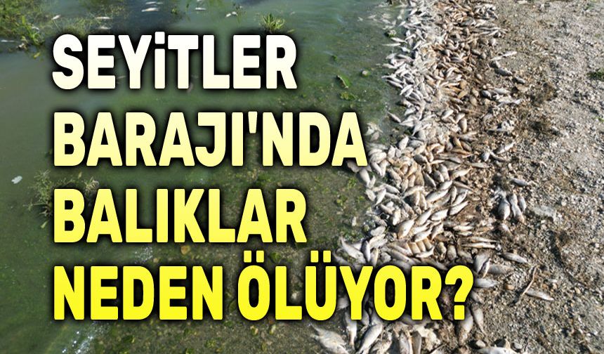 Seyitler Barajı'nda balıklar neden ölüyor?