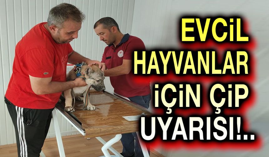 Afyon'da evcil hayvanlar için çip uyarısı!..