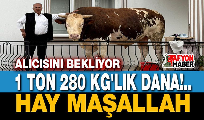 1.28 Tonluk dev dana alıcısını bekliyor!..