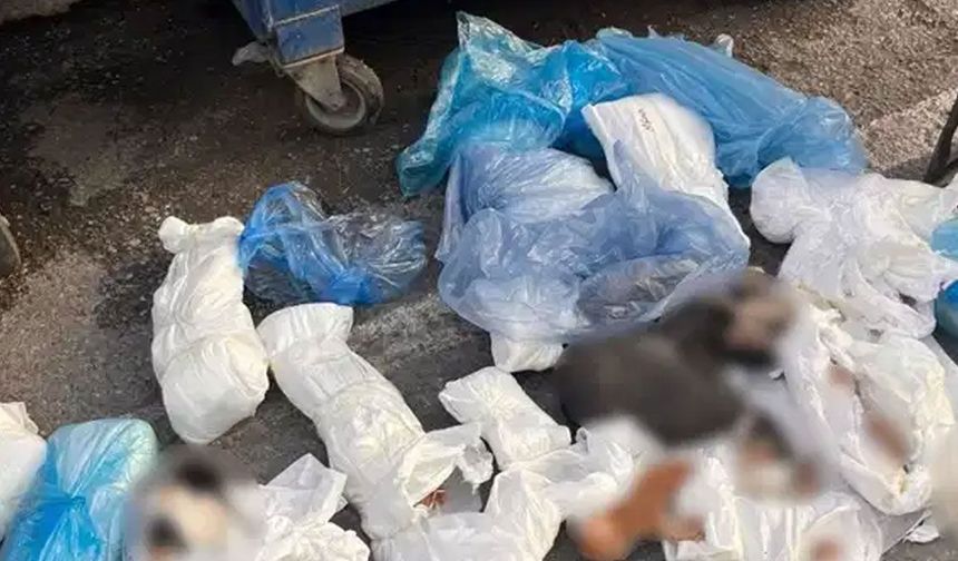 33 kediyi öldürüp çöpe attılar!..