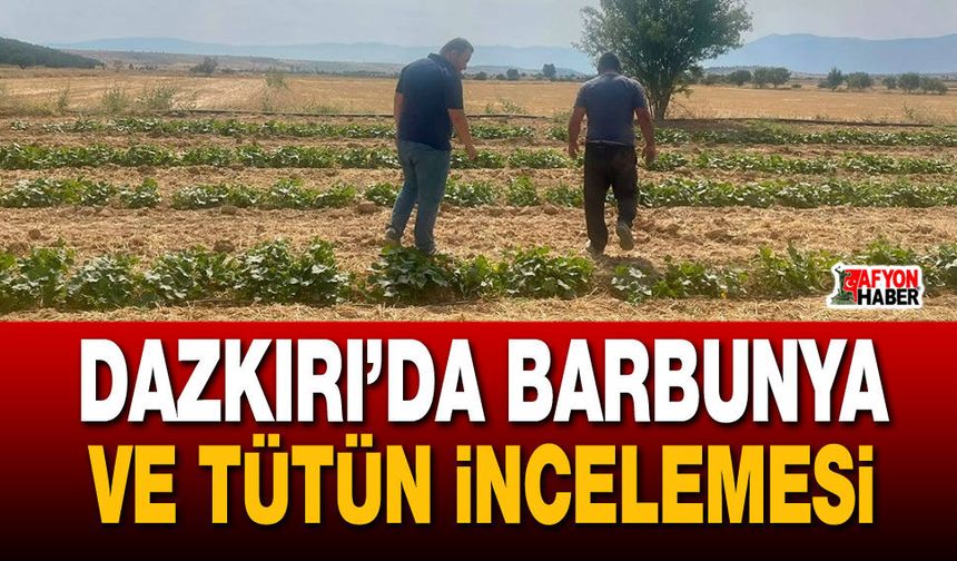 Dazkırı’da barbunya ve tütün incelemesi