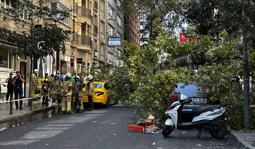 Şişli'de araçların üzerine ağaç devrildi