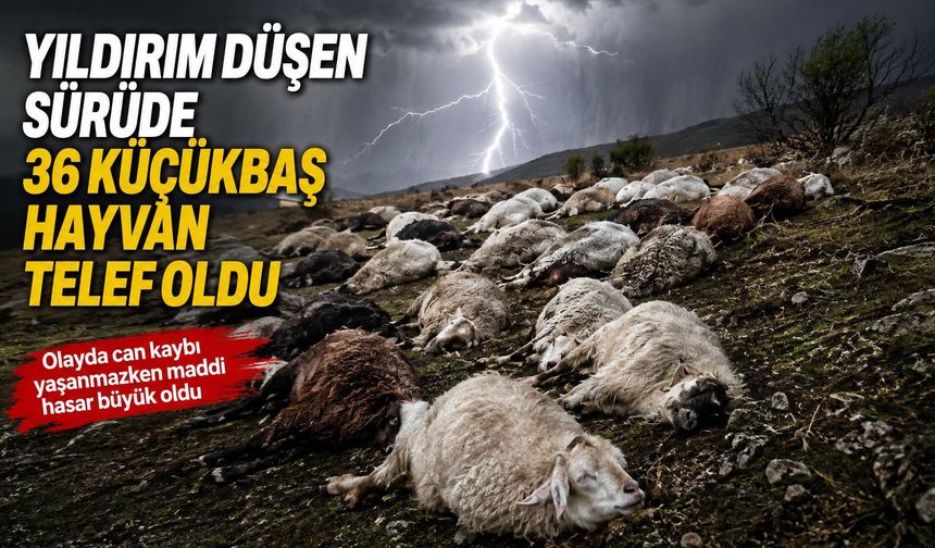 Yıldırım düşen sürüde 36 küçükbaş hayvan telef oldu
