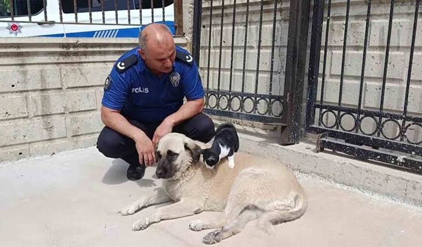 Kedi, köpeği annesi zannediyor!..