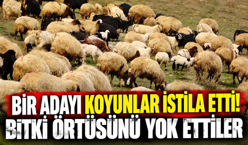 Bir adayı koyunlar istila etti! Bitki örtüsünü yok ettiler