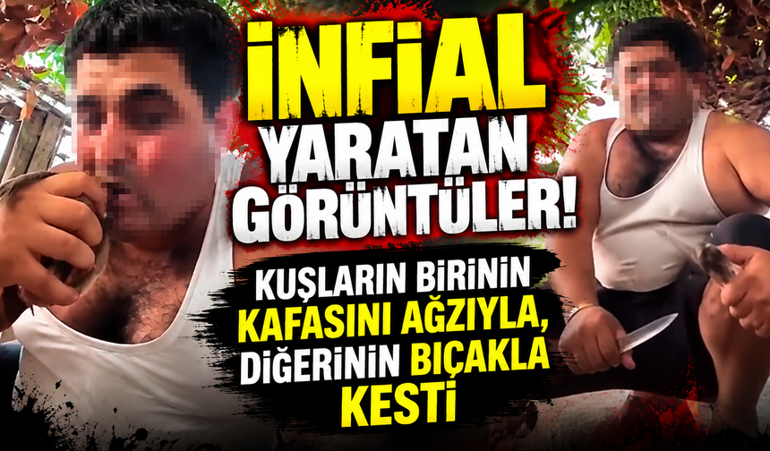 Cani adam kuşların birinin kafasını ağzıyla, diğerinin bıçakla kesti