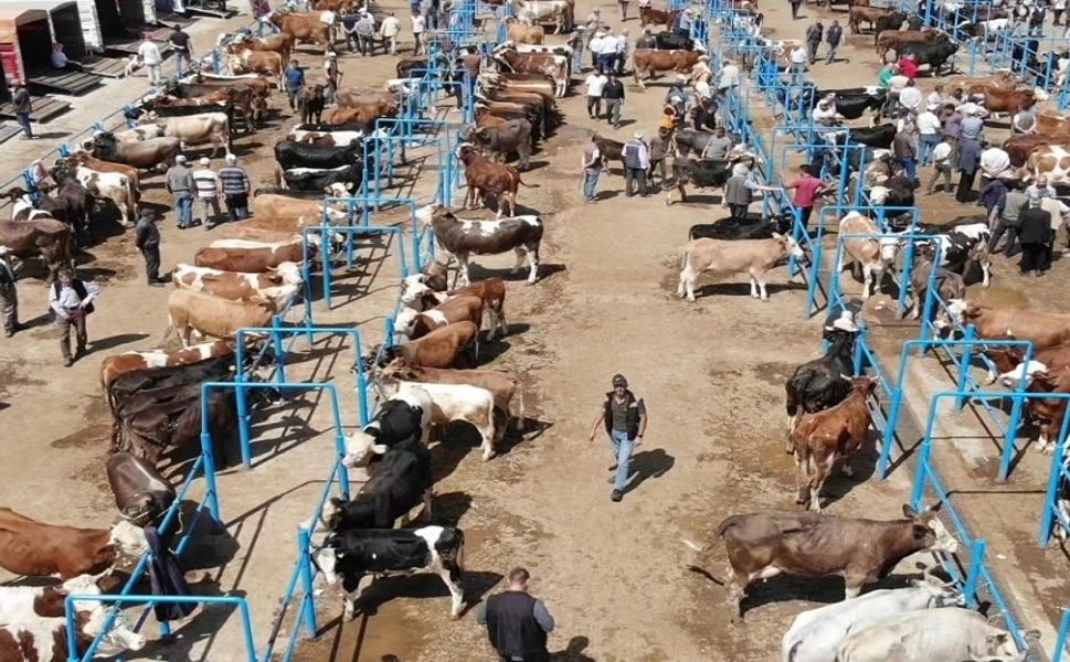 Afyon'da canlı hayvan pazarları yeniden açılıyor