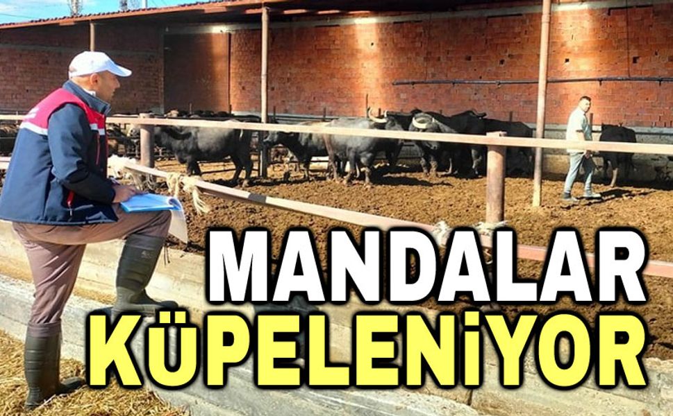 Afyon'da mandalara küpeleme işlemi yapıldı