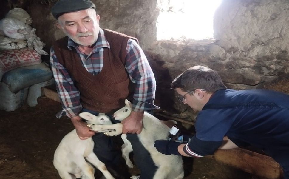 Küçükbaş hayvanlara yönelik aşılama çalışması başladı