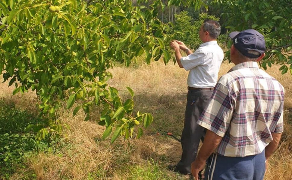Ceviz ağaçlarında çeşit seçimi soruna sebep oldu