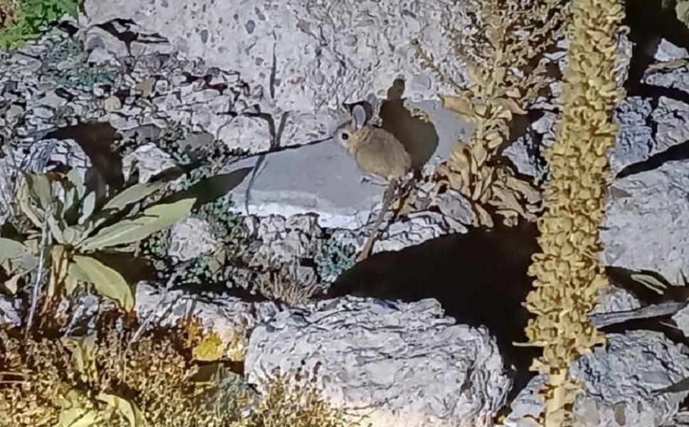 Kumalar Yaylası'nda Arap Tavşanı görüldü iddiası!..