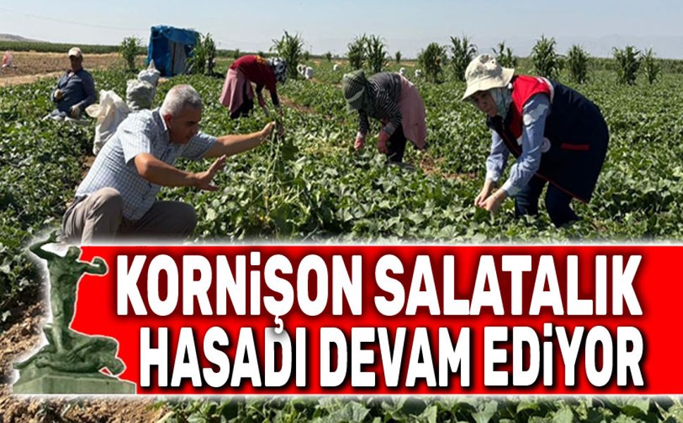 Afyon'da kornişon salatalık hasadı devam ediyor