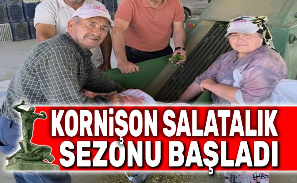 Kornişon salatalık sezonu başladı