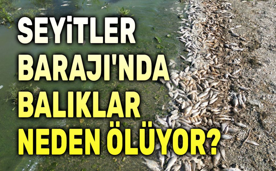 Seyitler Barajı'nda balıklar neden ölüyor?