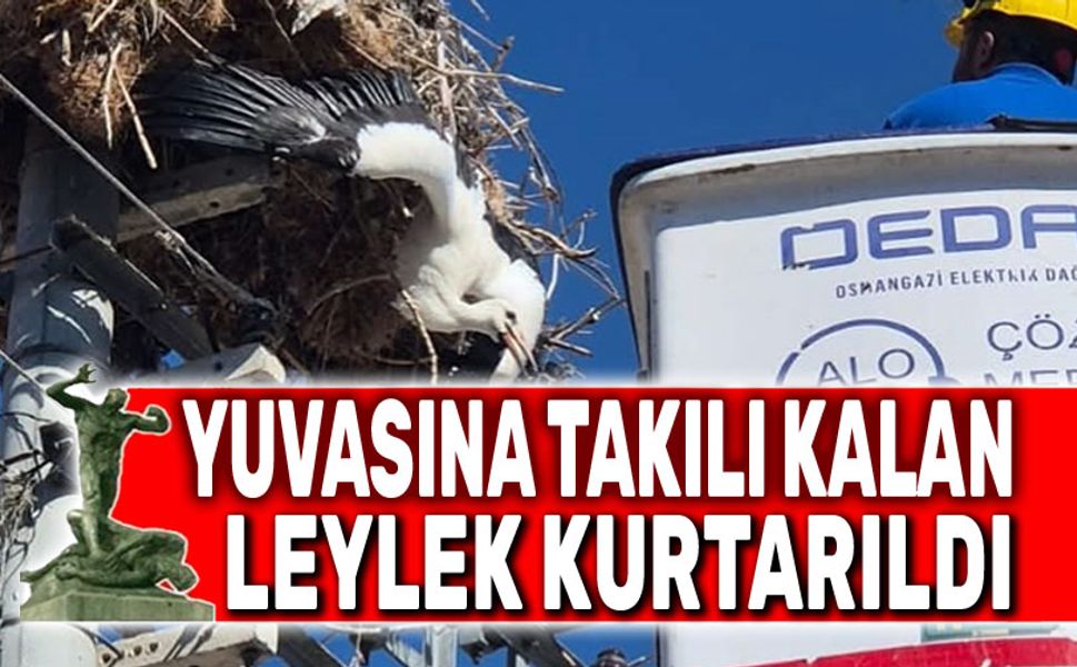Yuvasına takılı kalan leylek kurtarıldı