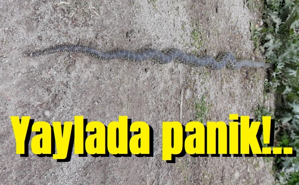 Yaylada engerek yılanı paniği!..
