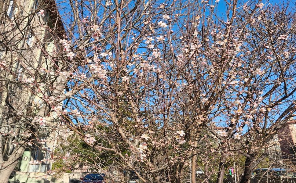 AFYON'DA YALANCI BAHARA ALDANAN AĞAÇLAR ÇİÇEK AÇTI