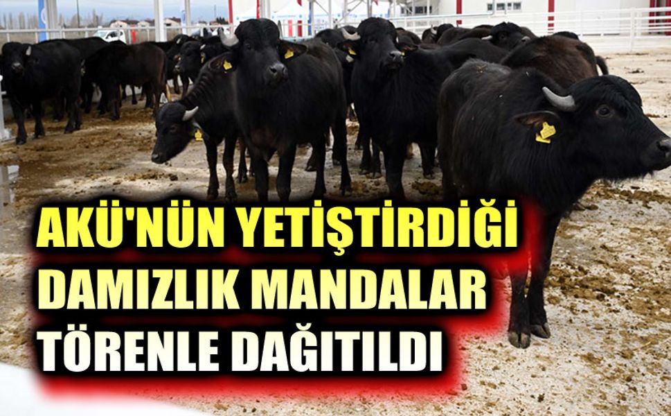 AKÜ'nün yetiştirdiği damızlık mandalar dağıtıldı