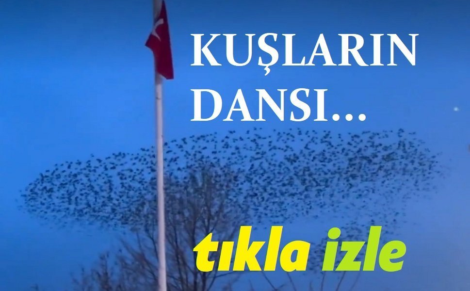 Kuşların dansı... Afyon video haber