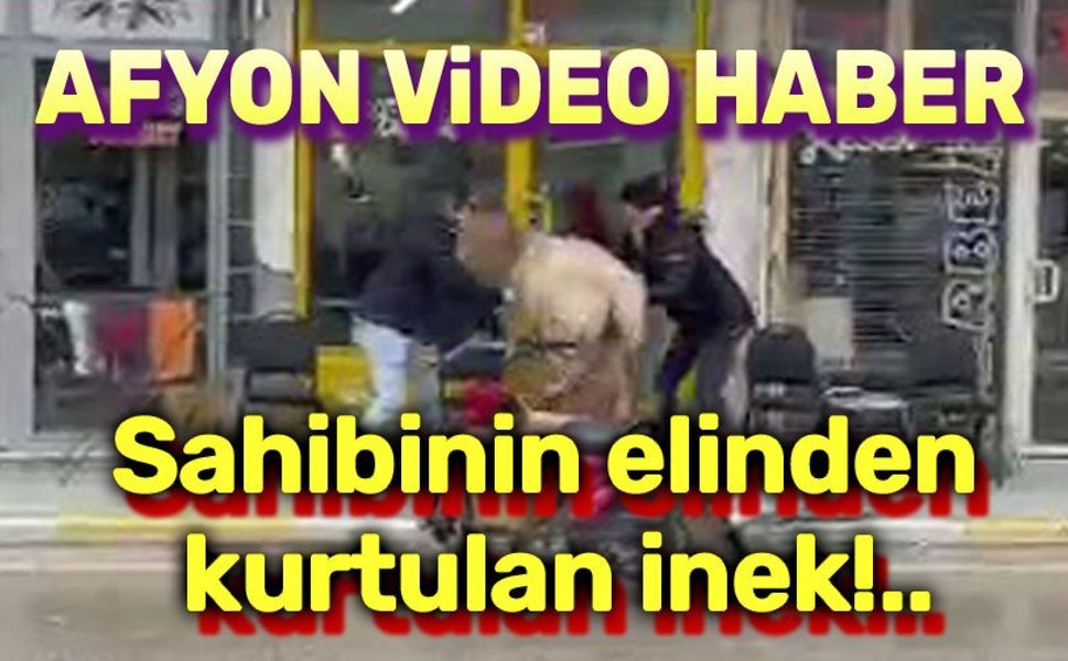 Sahibinin elinden kurtulan inek...