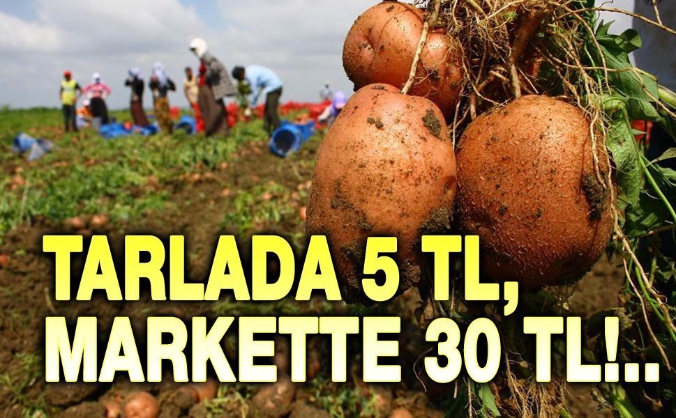 Patates tarlada 5, markette 30 TL!..