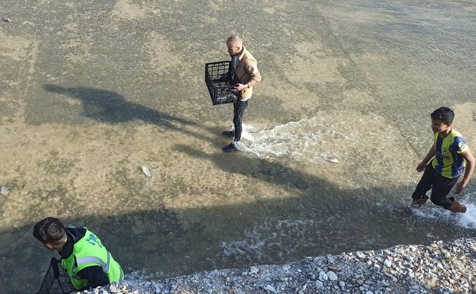 Akıntıya kapılan balıkları yakalama yarışı