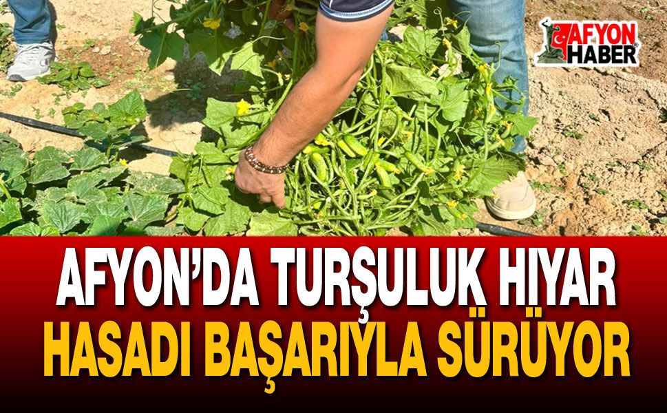 Afyon’da turşuluk hıyar hasadı başarıyla sürüyor