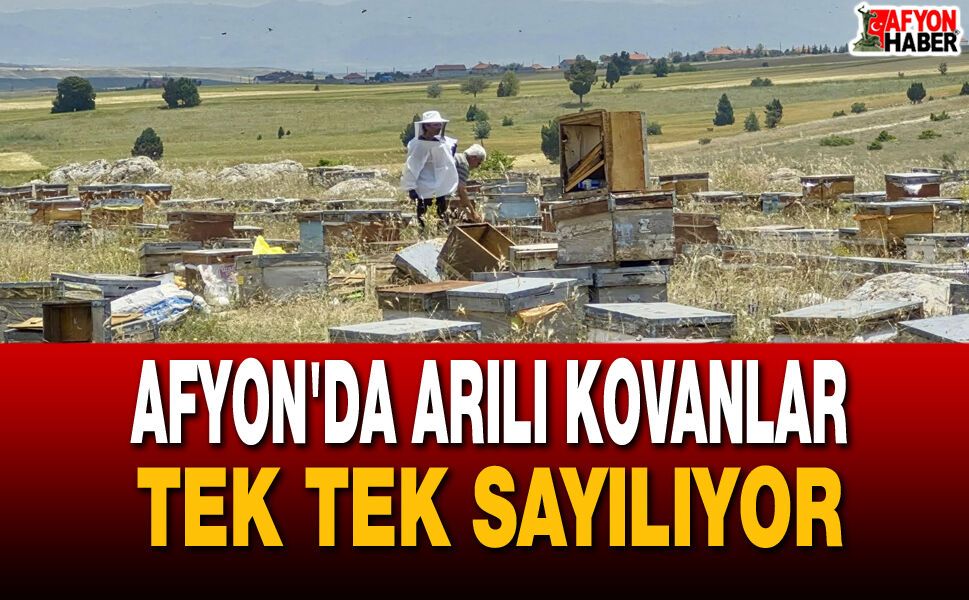 Afyon'da Arılı Kovanlar Tek Tek Sayılıyor