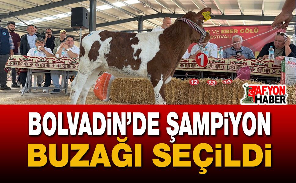 Bolvadin’de Şampiyon Buzağı Seçildi