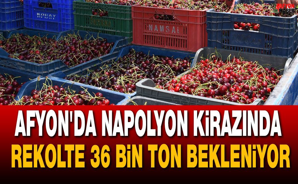 Afyon'da Napolyon Kirazında Rekolte 36 Bin Ton Bekleniyor