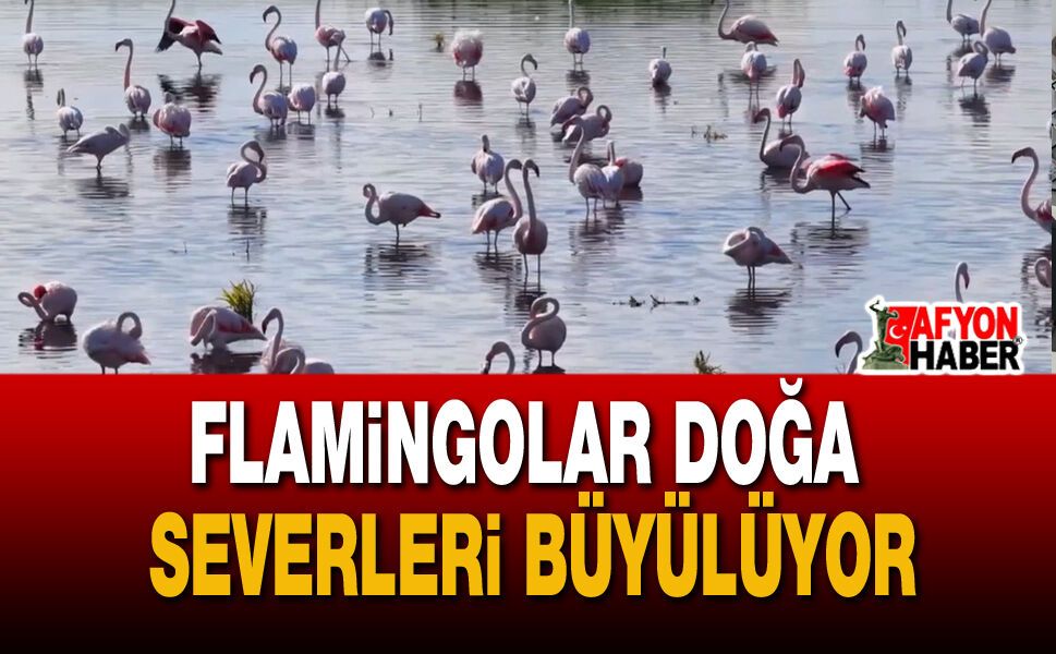 Eber Gölü'nde Yağış Sevinci: Flamingolar Doğa Severleri Büyülüyor