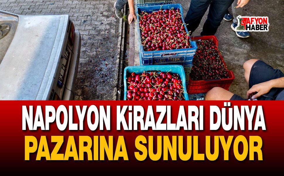 Napolyon Kirazları Alım Noktalarında Yoğunluk Yaşanıyor