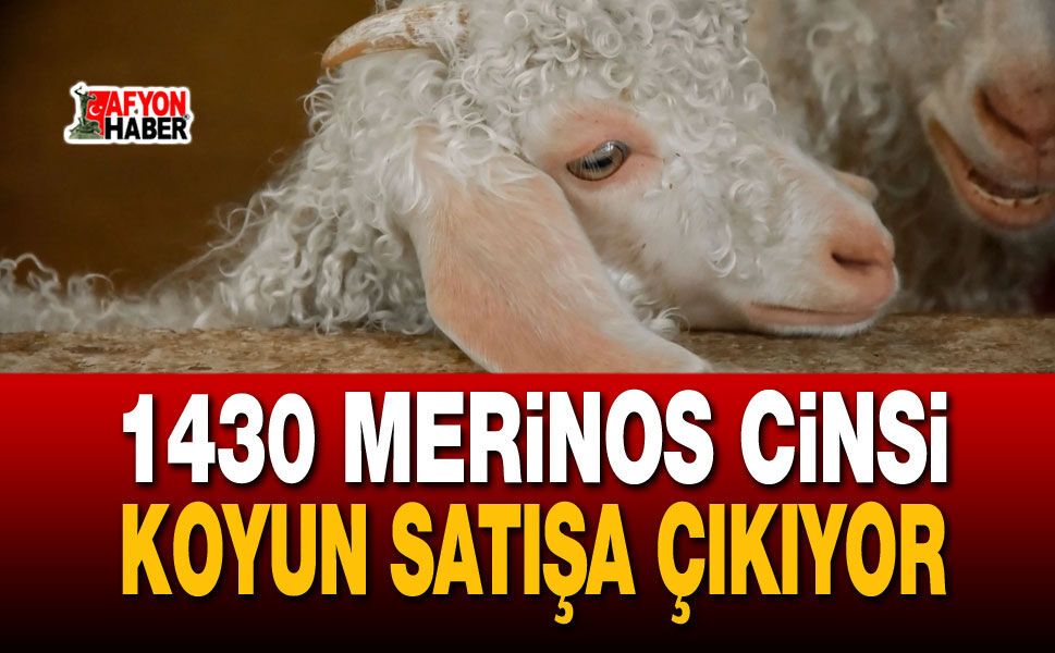 1430 Merinos cinsi koyun satışa çıkıyor