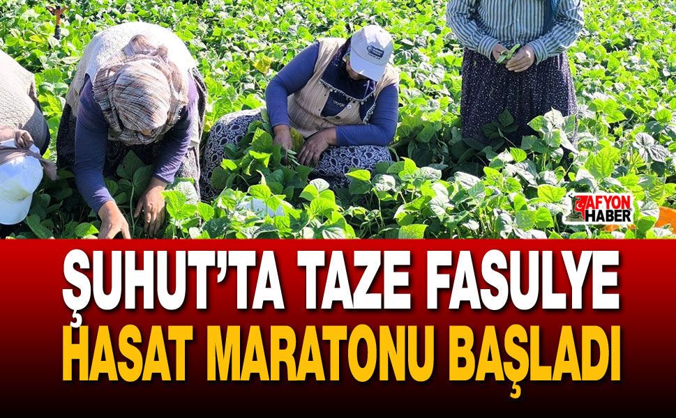 Şuhut’ta Taze Fasulye Hasat Maratonu Başladı