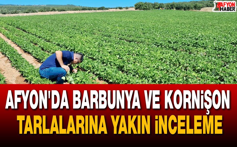 Afyon'da Barbunya ve Kornişon Tarlalarına Yakın İnceleme